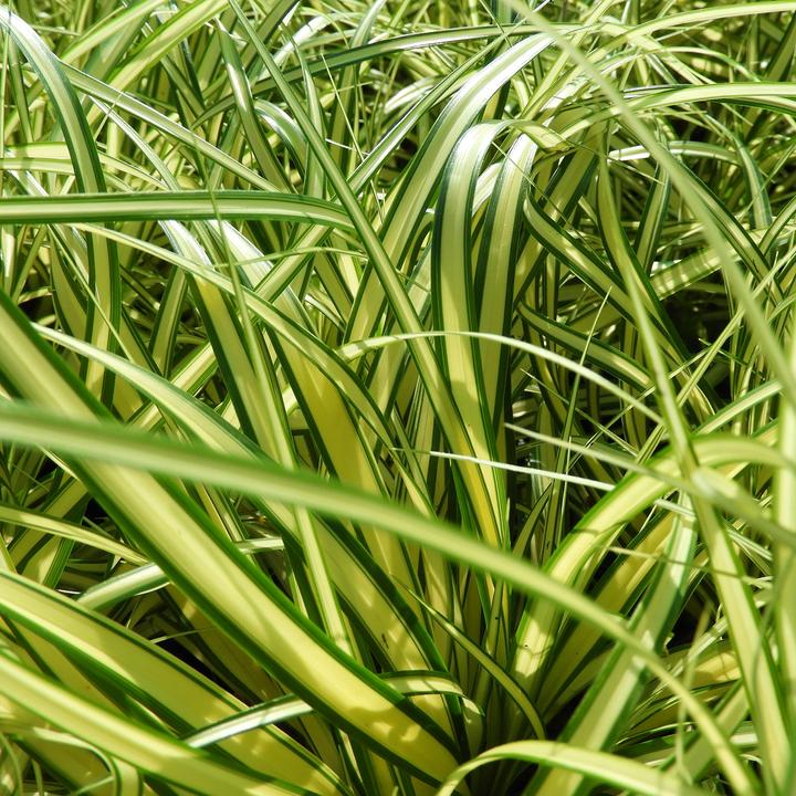 Actual product image Zulauf Laiche du Japon (20 cm)