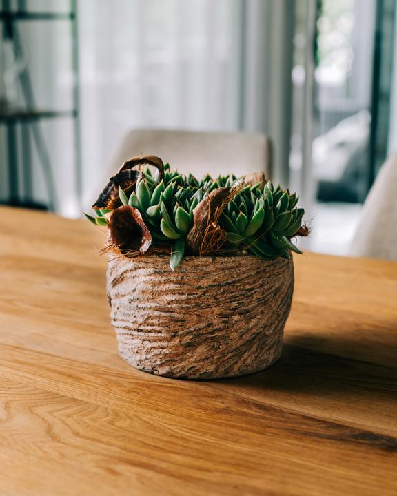 Image du produit Migros Ostschweiz Plateau pour plantes succulentes (22 cm)