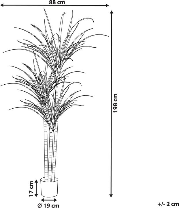 Actual product image Beliani Dracaena Anita (198 cm)