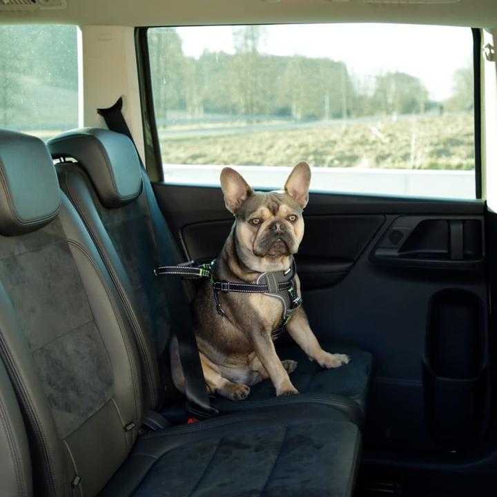 Produktbild Kerbl Autosicherheitsgeschirr (Hund, Sicherheitsverschluss)