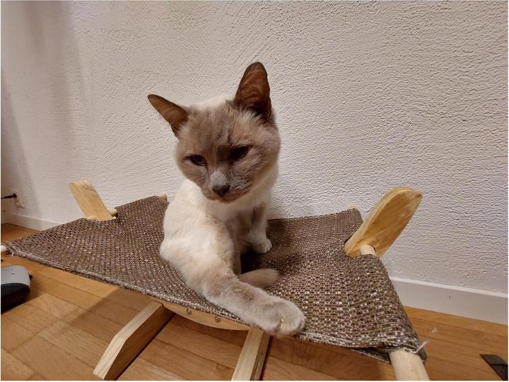 Image du produit Kerbl Hamac SIESTA (Chat)