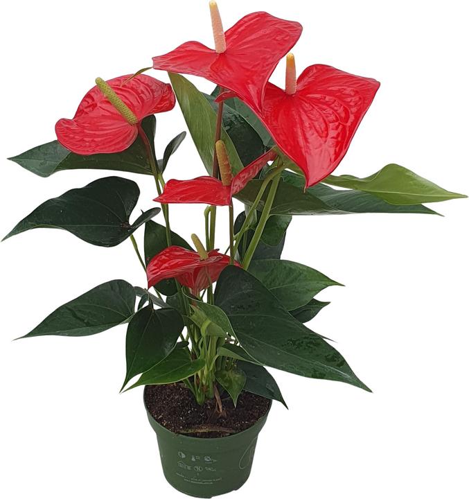 Immagine prodotto Plant in a Box Anthurium 'Royal Champion' - Flamingoblume (35 cm)
