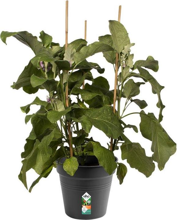 Produktbild Elho Green Basics (21 cm)