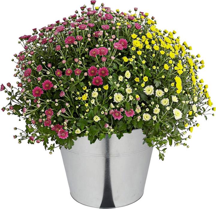 Actual product image Natura Punto Zinc Bucket with 2 Handles (40 l)