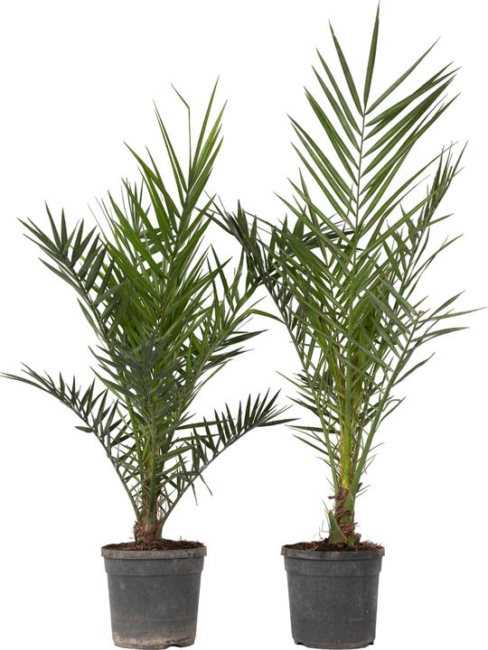 Produktbild Plant in a Box Phoenix canariensis (80 cm)