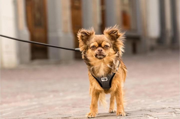 Immagine prodotto Curli Stoviglie Merino (S, Cane, Generale)