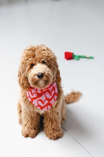 Immagine prodotto Beeztees Bandana Capo singolo (S, Cappotto per cani)
