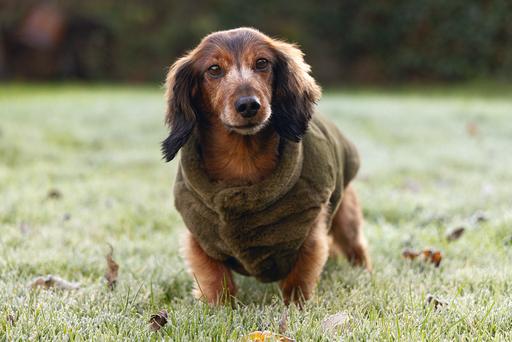 Actual product image Designed by Lotte Victoria dog coat (XL, Dog coat)