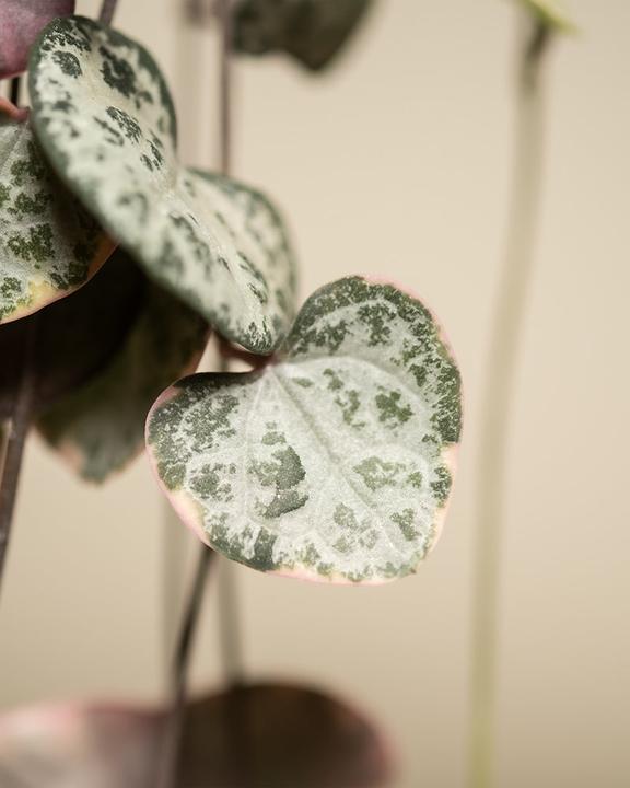 Immagine prodotto feey Pianta lampadario rosa (60 cm, Appena rinvasata)