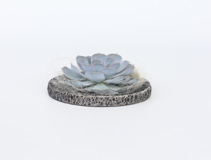 Produktbild Plant in a Box Echeveria lilacina - Koala Bowl (8 cm)
