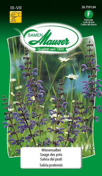 Samen Mauser Salvia del prato (Risemina del prato)