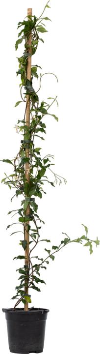 Produktbild Plant in a Box Trachelospermum jasminoides 'Pink Showers' - (110 cm)