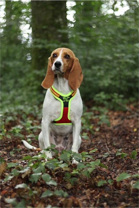 Immagine prodotto Niggeloh Pettorina per cani Segui il sentiero (M, Cane, Sport cane)