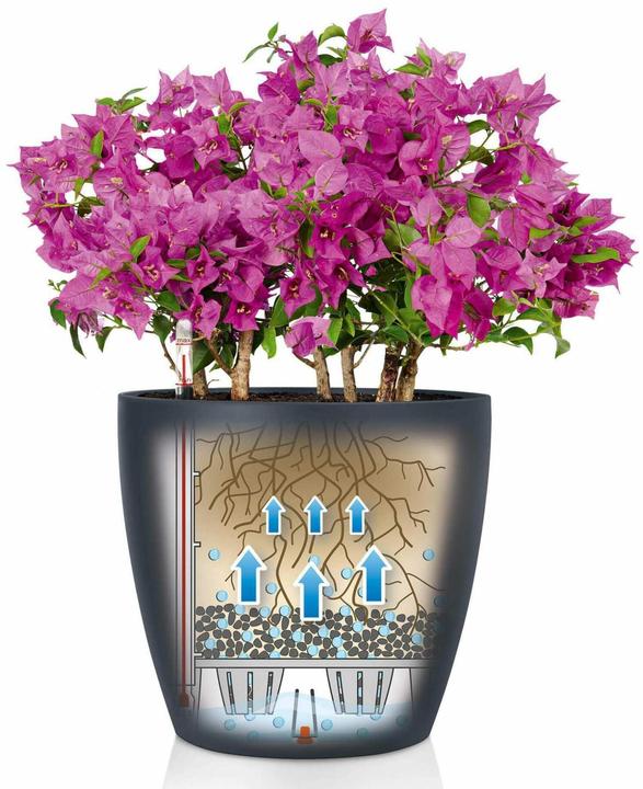 Actual product image Lechuza Classico Color (21.50 cm)