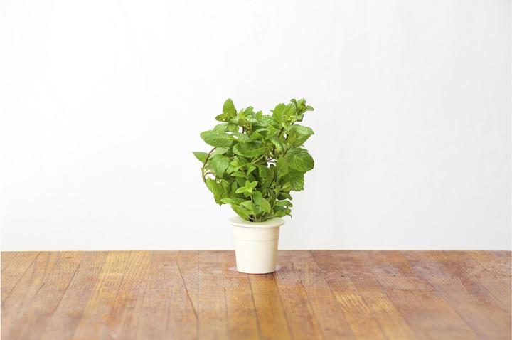 Actual product image Click and Grow Peppermint (Herb seeds)