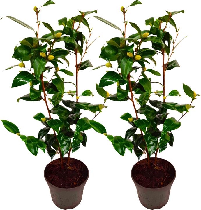 Image du produit Plant in a Box Camellia japonica Brushfield Yellow - Lot de 2 roses japonaises (50 cm)