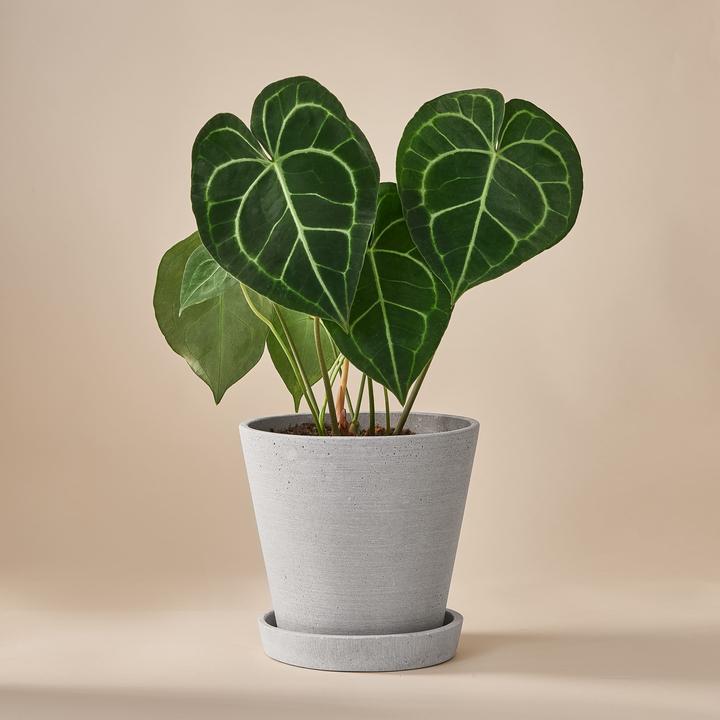 Mary and Plants Foglia d'amore (50 cm)