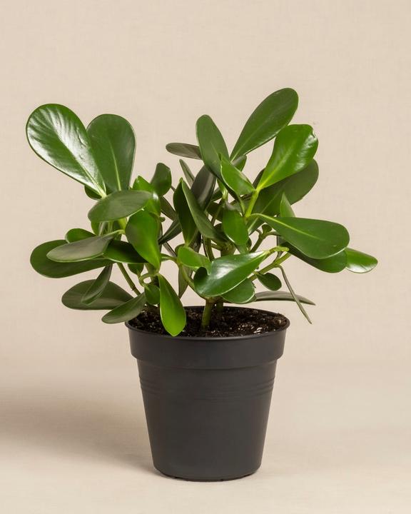 Actual product image feey Clusia rosea 'Princess' (45 cm, Freshly repotted)