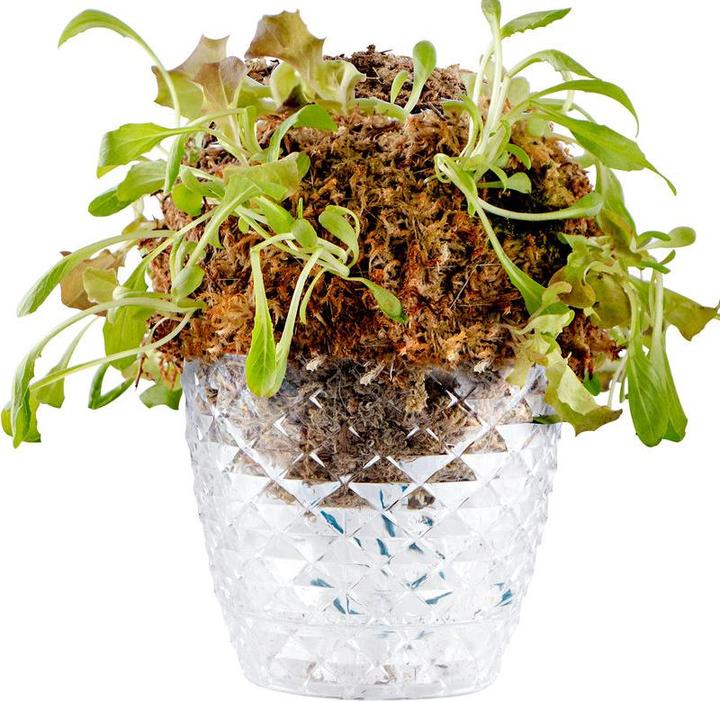 Dipz and Grow Saladball (17 cm)