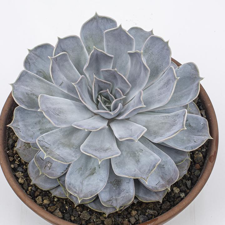 Image du produit Kakteen Gautschi Echeveria lilacina (20 cm)