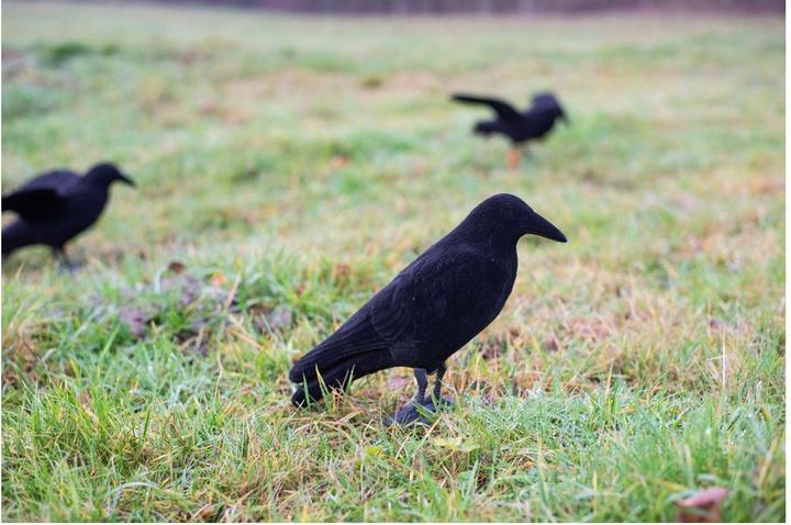 Produktbild Eurohunt Beflockte Vollkörper Lockkrähe
