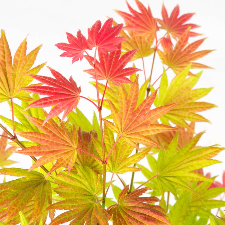 Image du produit Plant in a Box Acer palmatum 'Moonrise' - Érable à feuilles d'érable (40 cm)