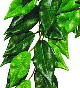 Produktbild Exo Terra Jungle Plant Fikus M