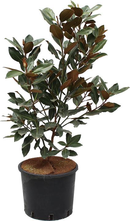 Produktbild Zulauf Immergrüne Zwerg-Magnolie / Magnolia grand. 'Little Gem' (100 cm)