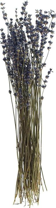 Produktbild VBS Lavendel natur blau, ca. 20 g, L ca. 30 cm