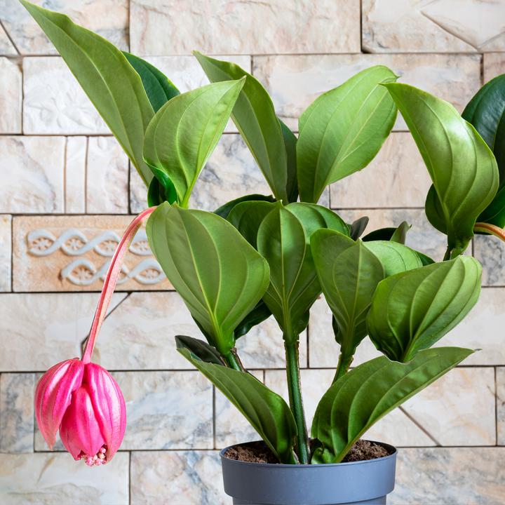 Actual product image Plant in a Box Medinilla magnifica - Rose medinilla (40 cm)