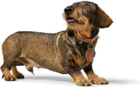 Immagine prodotto Hunter Collare Monaco per cani 32 (32, Cane)