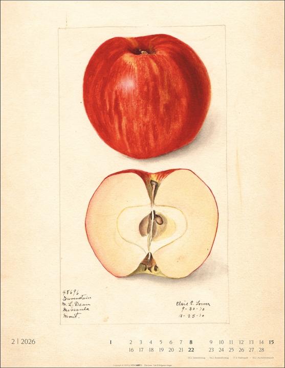 Produktbild Alte Sorten Kalender 2026 (34 x 44 cm, Harter Einband, Deutsch)