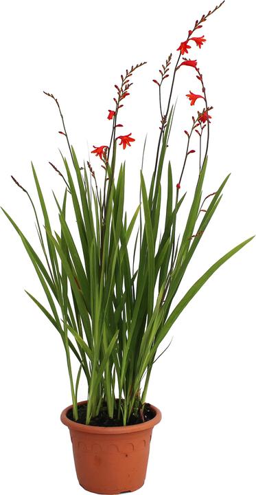 Produktbild Zulauf Crocosmia croc.(x) 'Red King' / Monbretie 'Red King' (30 cm)