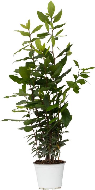 Produktbild Plant in a Box Laurus nobilis Laurus nobilis - Lorbeerstrauch (30 cm)