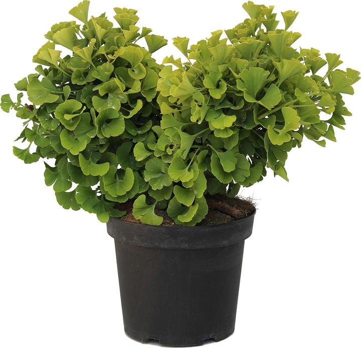 Image du produit Zulauf Ginkgo bilobé (40 cm)
