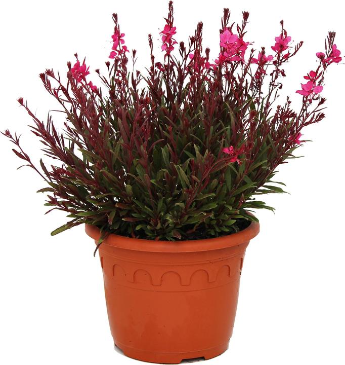 Immagine prodotto Zulauf Prachtkerze / Gaura lindheimerii 'Belleza Dark Pink' (30 cm)