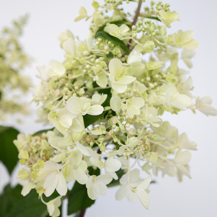 Produktbild Plant in a Box Hydrangea paniculata 'Candlelight' - Hortensie (25 cm)