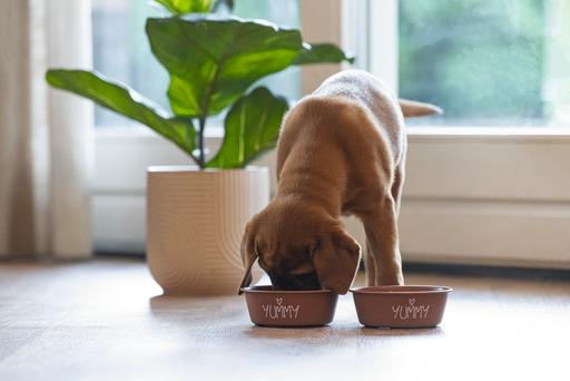Actual product image Beeztees Puppy bowl Snoes (0.47 l)