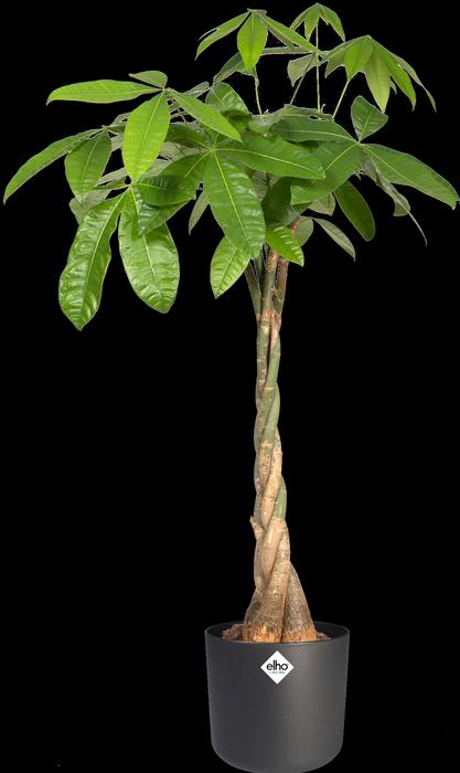 Immagine prodotto Elho b.for soft (18.30 cm)