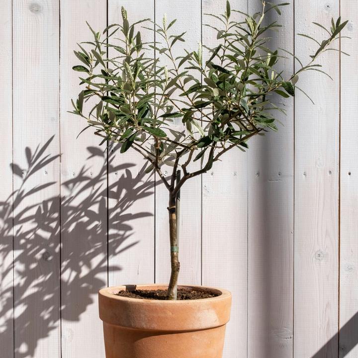 Image du produit Plant in a Box Olea europaea - Olivenbaum (45 cm)