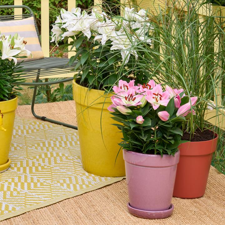 Immagine prodotto Plant in a Box Mix di Lilium orientalis - set di 10 gigli (10 cm)