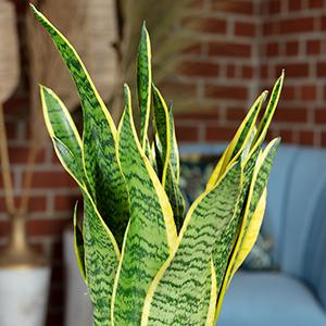 Immagine prodotto Flowerbox Canapa a fiocco - Sansevieria trifasciata Laurentii (35 cm)