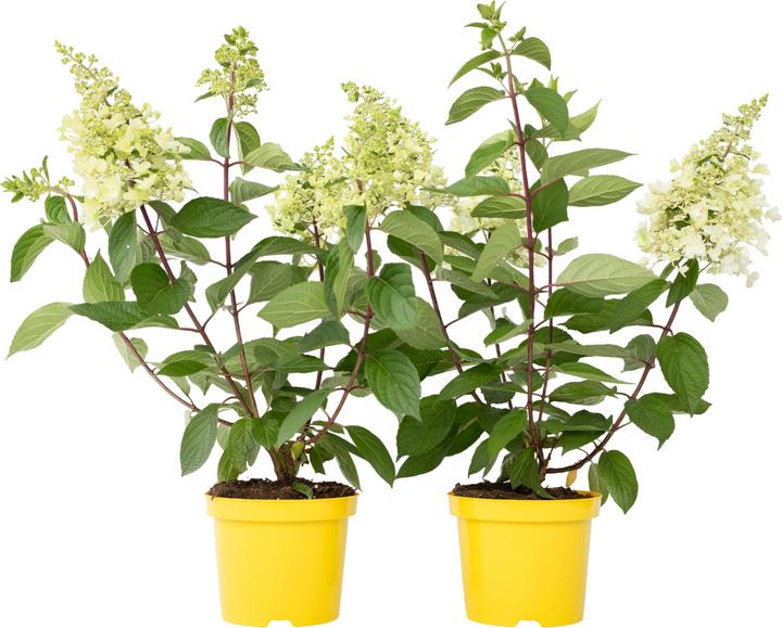 Produktbild Plant in a Box Hydrangea paniculata 'Candlelight' - 2er-Set Hortensie (25 cm)