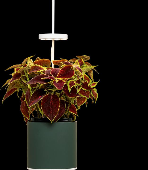 Actual product image Prêt à Pousser Herb Pot Nano, Forest Green (13.50 cm)