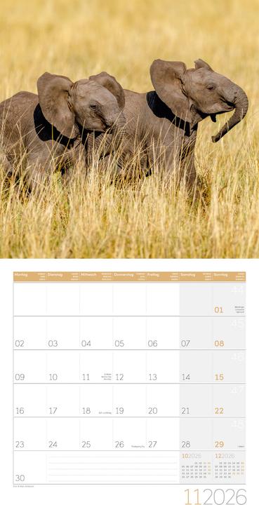 Immagine prodotto Elefanten Kalender 2026 - 30x30 (30 x 30 cm, Copertina rigida, Tedesco, Francese, Italiano, Inglese)