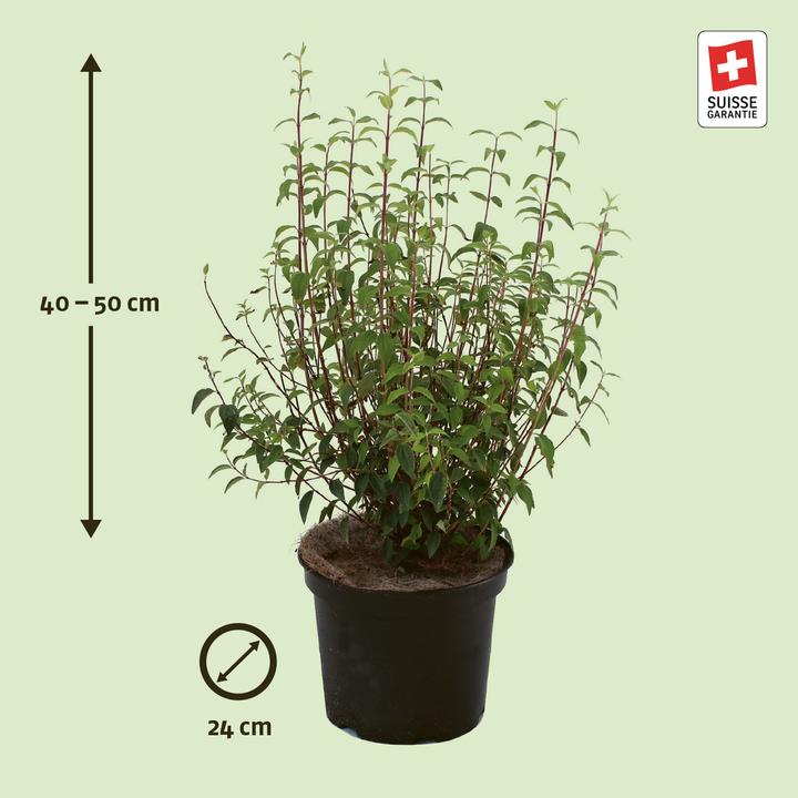 Produktbild Zulauf Pfeifenstrauch / Philadelphus 'Silberregen' (50 cm)