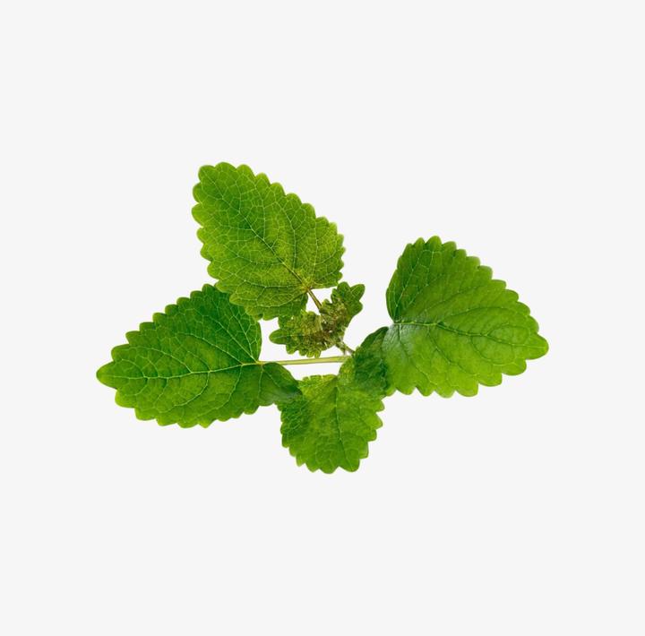 Actual product image Véritable Organic Peppermint (Herb seeds)