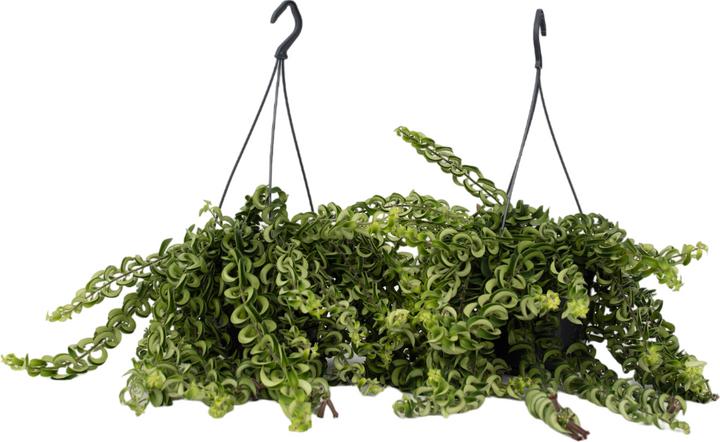 Produktbild Plant in a Box Aeschynantus Twister - 2er Set Twister Pflanze (20 cm)