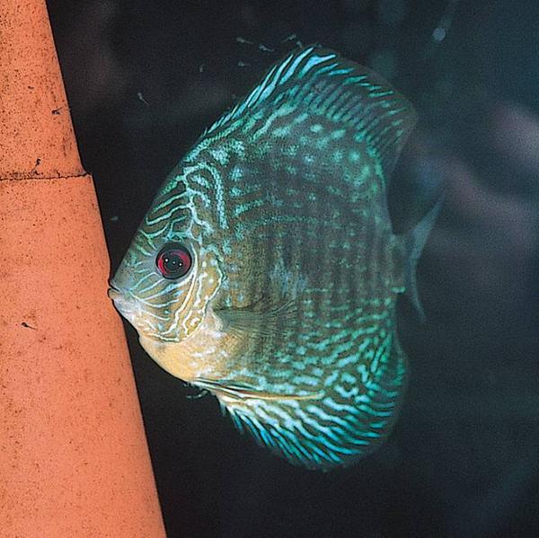 Image du produit JBL Aquaristik und Terraristik DisCon, Ø 11 cm H 11 cm, brun