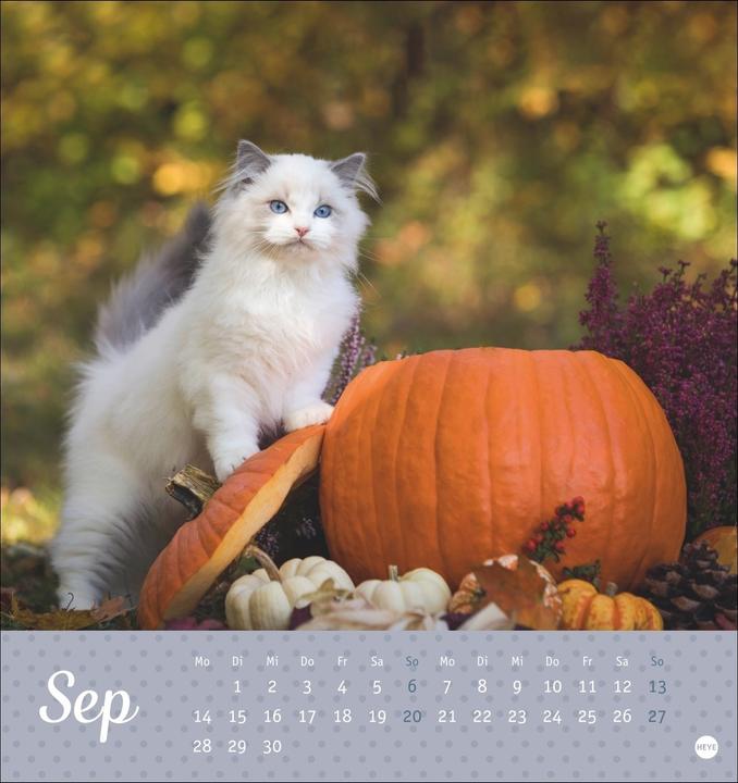 Image du produit Katzen Postkartenkalender Kleine Tiger 2026 (16 x 17 cm, Couverture rigide, Allemand)